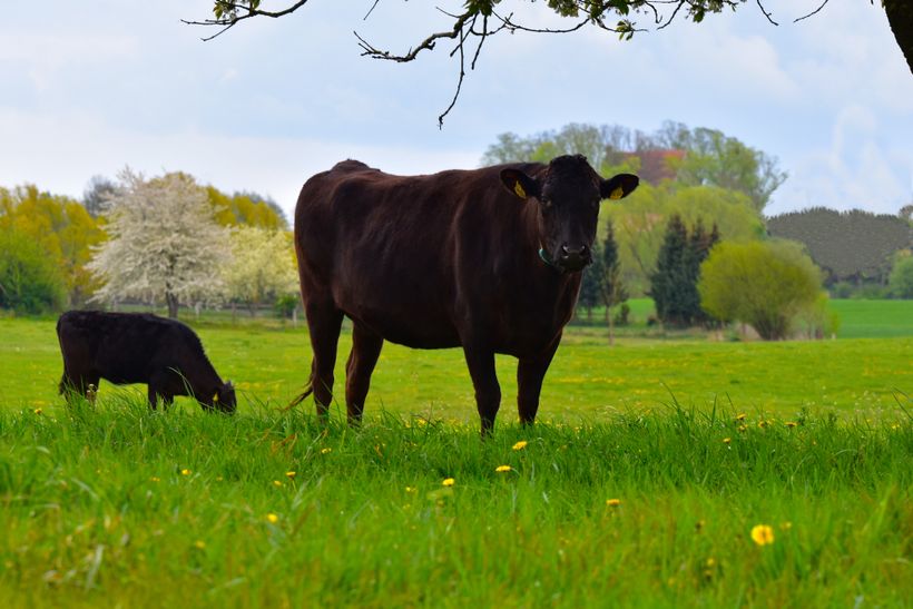 Wagyu auf der Wiese an der FeWo